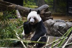 Los pandas fueron despedidos en su zoológico de Tokio.&nbsp;
