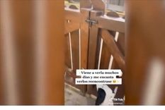 tiktok: su dalmata enloquecio cuando vio algo, pero no era lo que ella creia
