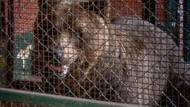 Los dos ejemplares de osos pardos fueron trasladados desde Luján y ya llegaron a Bulgaria. Los dos ejemplares de osos pardos fueron trasladados desde Luján y ya llegaron a Bulgaria.
