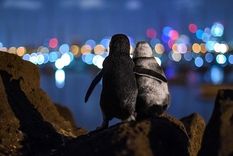 La foto fue tomada por el fotógrafo alemán Tobias Baumgaertner. Foto: Tobias Baumgaertner