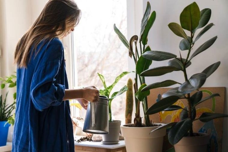 Así puedes echar vinagre en las plantas del interior Foto: Archivo