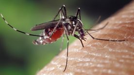 Cómo repeler mosquitos con plantas. Foto: Archivo