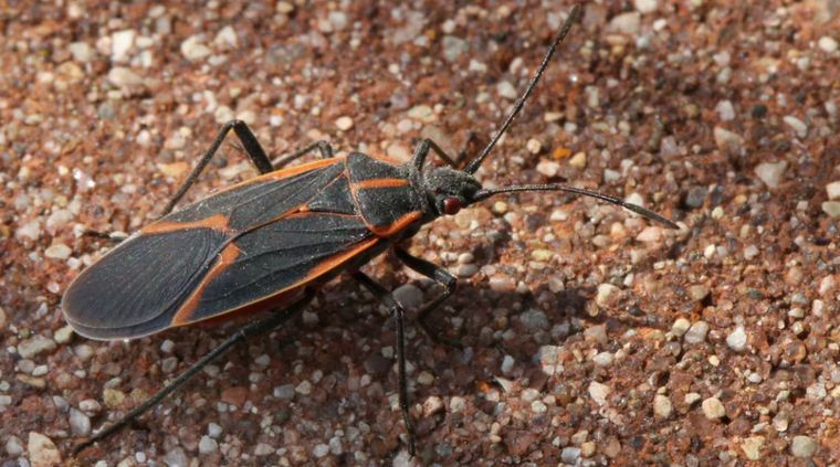 Foto: Municipalidad de Godoy Cruz
