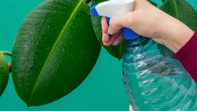 Los aerosoles o espray hechos con mezcla de productos de casa son formas rápidas y efectivas de mantener alejados a los insectos de sus preciadas plantas de interior y exterior. Foto: Gardening Know How -www.gardeningknowhow.com