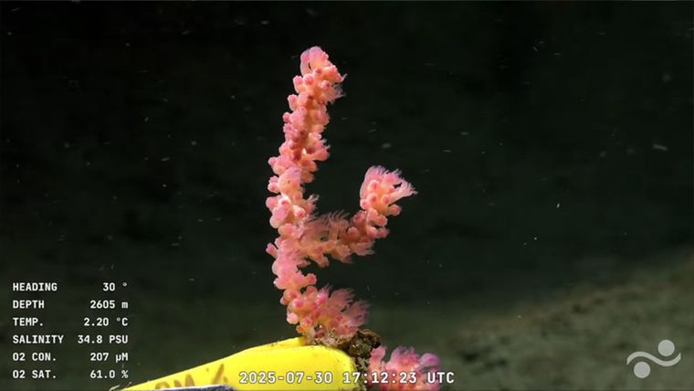 La transmisión se puede ver en el canal de Youtube Schmidt Ocean Institute.
