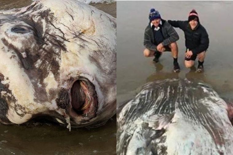 Pez luna, extraterrestre, australia