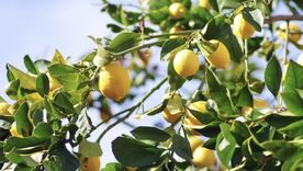 Un truco eficaz, pero poco conocido. Foto: Shutterstock Un truco eficaz, pero poco conocido. Foto: Shutterstock