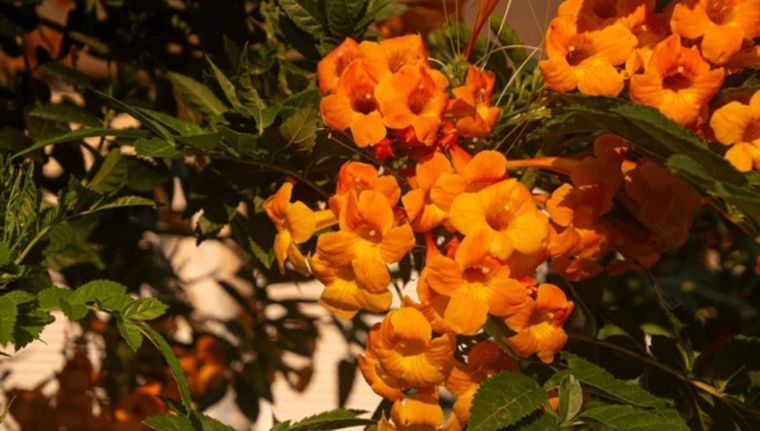 La planta que florece todo el año y es ideal para tu jardín (Shutterstock).