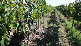 Bodegas y restaurantes con descuentos con Banco Nación.