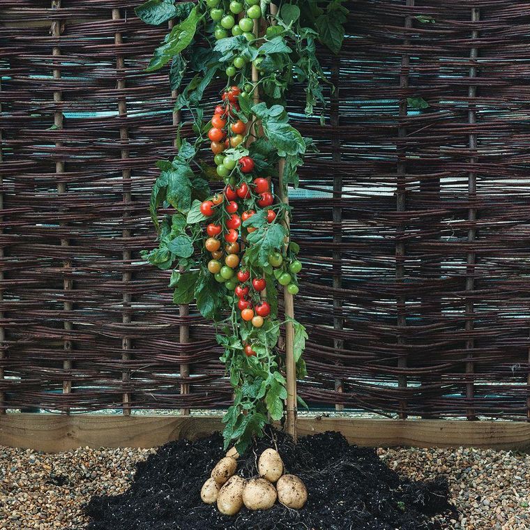 Las papas y los tomates son tan similares que al injertarlos sale una planta que produce ambos alimentos, como este llamado TomTato producido por la firma horticultural Thompson & Morgan.