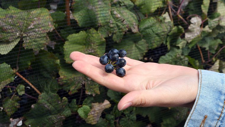 La uva Malbec, la joya argentina. Foto: ALF PONCE MERCADO / MDZ