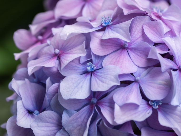 Las hortensias son parte del encanto del jardín. Imagen ilustrativa. Foto: Pixabay