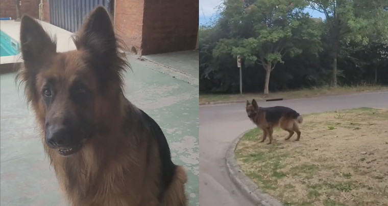 León conquistó las redes sociales con su reacción. Foto: Archivo MDZ