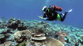 Los corales de los océanos del mundo preocupan a los científicos. Foto: Efe.