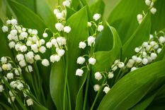 El lirio del valle puede llenar todo el hogar con su perfume.