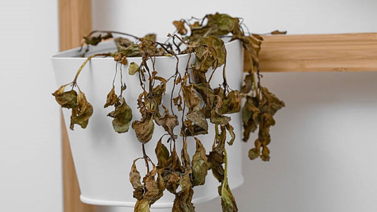 Cómo recuperar una planta seca: 3 consejos que funcionan