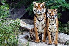 refugio chino vendio pieles de tigres y creo un vino afrodisiaco con sus huesos