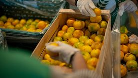 73 millones de kilos de alimentos terminaron fuera del circuito de consumo en la Argentina durante 2025.