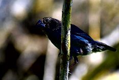 Los pinzones de Darwin son muy estudiados por los biólogos. Foto: Efe.