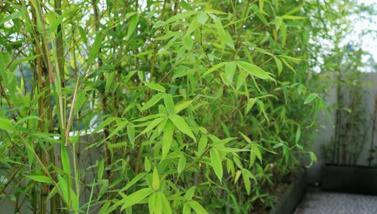 La planta que, según el Feng Shui, aleja las malas energías de tu hogar (Shutterstock).