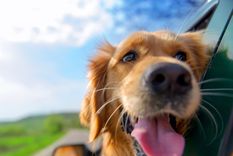 Estos consejos te ayudarán a disfrutar un viaje en compañía de tu mascota Foto: Freepik