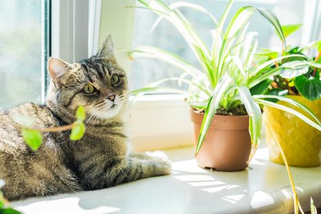 Hay plantas que no perjudican a los animales. Foto: SHUTTERSTOCK