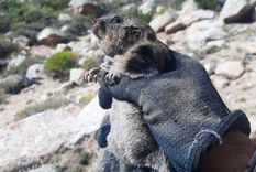 Especie de roedor tuco-tuco descubierta en el Valle de Uco. Foto: Ctenomys uco. Gentileza investigadora.