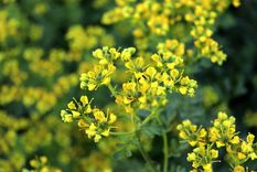 JARDÍN LA RUDA ES UN GÉNERO DE SUBARBUSTOS AROMATIZADOS Foto: SHUTTERSTOCK