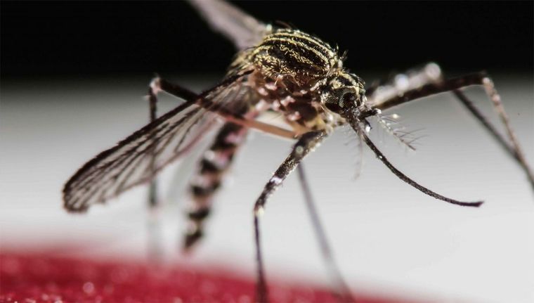 El virus del dengue es portado por el mosquito Aedes aegypti.