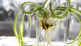 JARDÍN HAY PLANTAS QUE SE DESARROLLAN MEJOR EN EL AGUA Foto: SHUTTERSTOCK JARDÍN HAY PLANTAS QUE SE DESARROLLAN MEJOR EN EL AGUA Foto: SHUTTERSTOCK