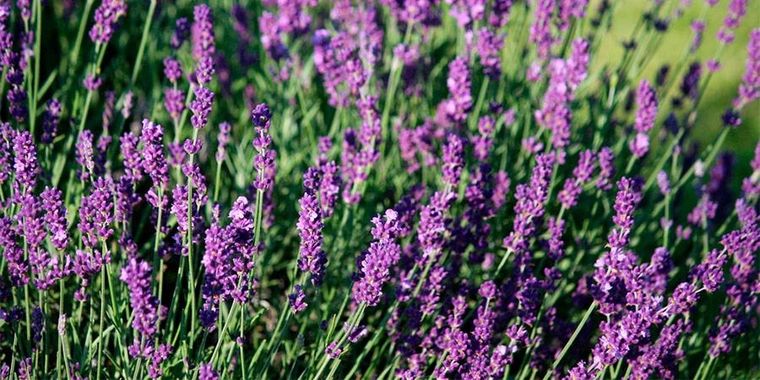 El exceso de riego es uno de los errores más comunes al cuidar lavandas. El exceso de riego es uno de los errores más comunes al cuidar lavandas.