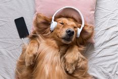 Mascotas Conoce algunas de sus canciones navideñas favoritas Foto: Shutterstock