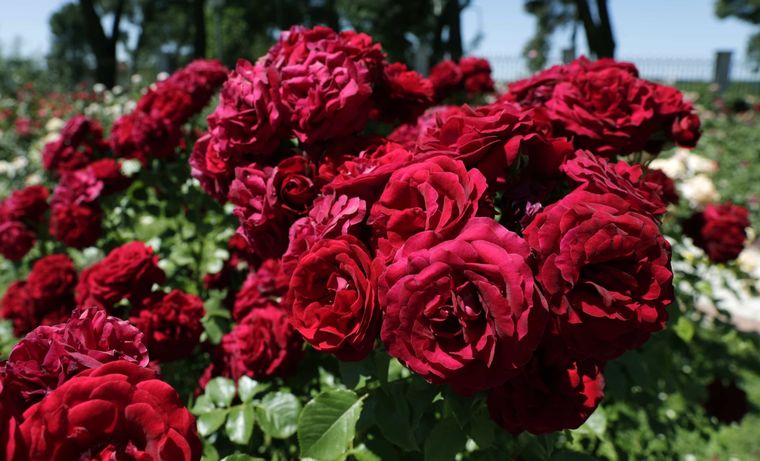 rosal Las flores más hermosas. Foto: Fuente: Shutterstock