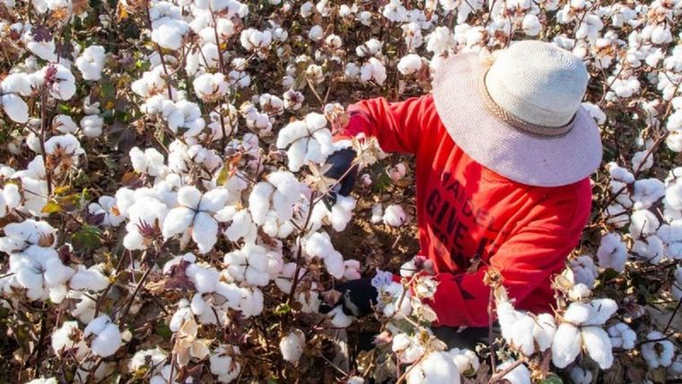 El algodón de Xinjian representa el 85% de la producción china y el 20% de la oferta mundial Foto: Getty Images