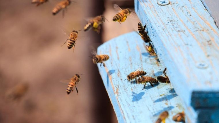 El hombre fue atacado por abejas cuando iba en moto por una localidad jujeña