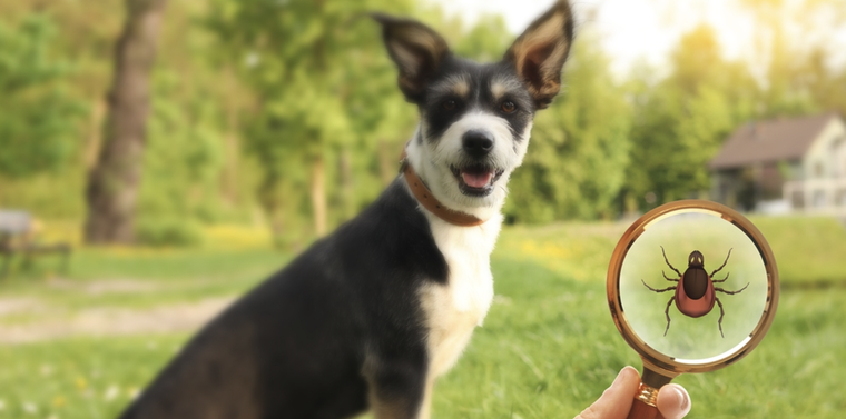 La prevención comienza con la higiene del hogar y el control regular del perro. Foto: Shutterstock La prevención comienza con la higiene del hogar y el control regular del perro. Foto: Shutterstock