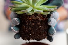 Los mejores consejos para las plantas. Foto: Wikipedia