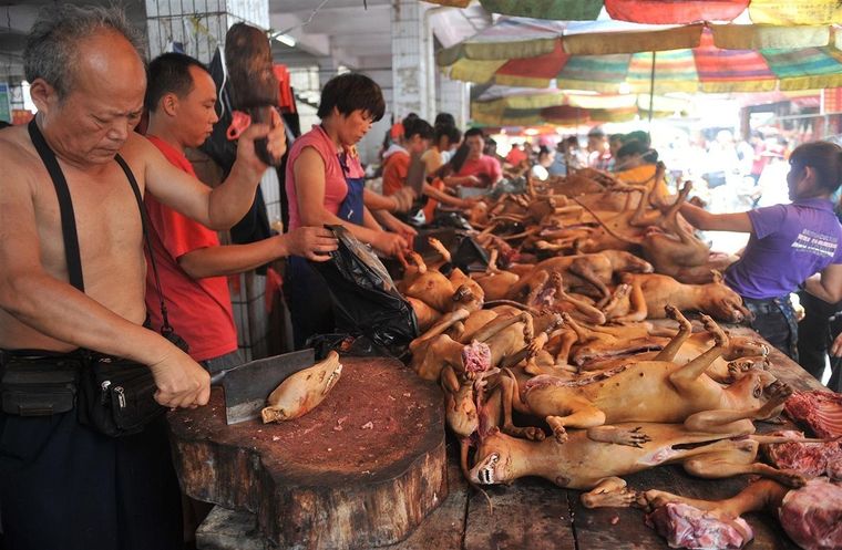Pese a la pandemia, China permitió que se realice la feria de carne de perro en Yulin