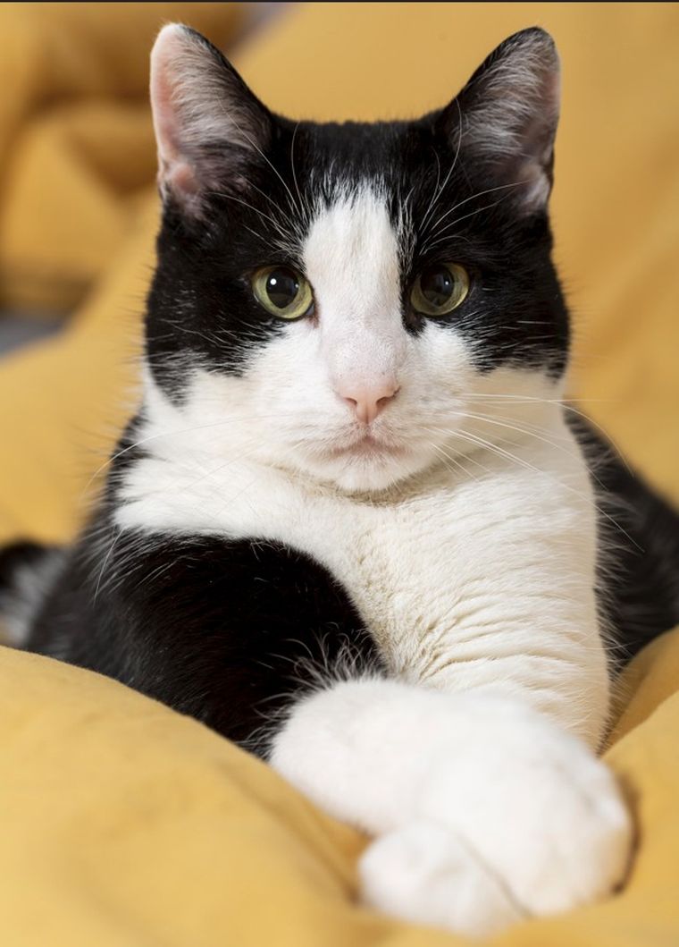 Los gatos tuxedo no corresponden a una raza específica sino a un patrón de color. Foto: Freepik Los gatos tuxedo no corresponden a una raza específica sino a un patrón de color. Foto: Freepik