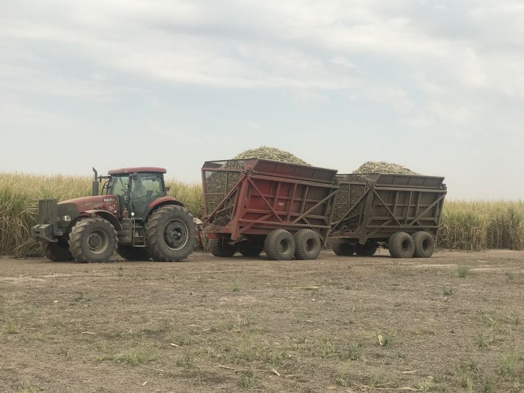 La habilitación de la caña de azúcar de origen transgénico podría generar una gran cantidad de empleo