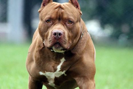 Un pitbull mató a un niño de tres años en el barrio Villa La Lonja de la ciudad de Córdoba. Un pitbull mató a un niño de tres años en el barrio Villa La Lonja de la ciudad de Córdoba.
