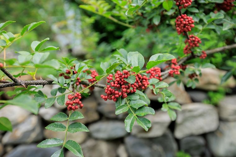 La planta que no te puede faltar en tu hogar. Foto: Fuente: Shutterstock