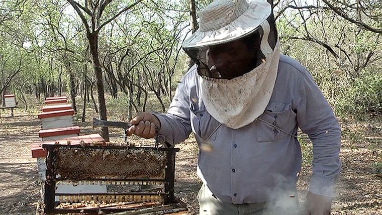 La apicultura es una actividad que está en crisis debido al cambio climático Foto: Archivo MDZ
