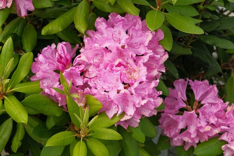 La flor que aporta color al jardín.&nbsp;