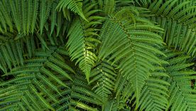 Este abono casero hace que los helechos estén más fuertes que nunca. Este abono casero hace que los helechos estén más fuertes que nunca.