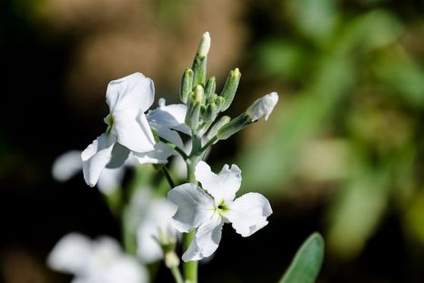 Esta flor es ideal para plantar en enero.