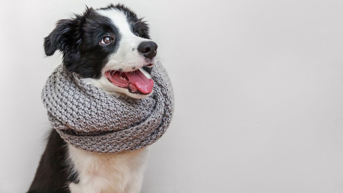 Perros en invierno: cuándo realmente necesitan usar abrigo