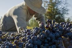 aseguran que este es el vino argentino que se viene aseguran que este es el vino argentino que se viene
