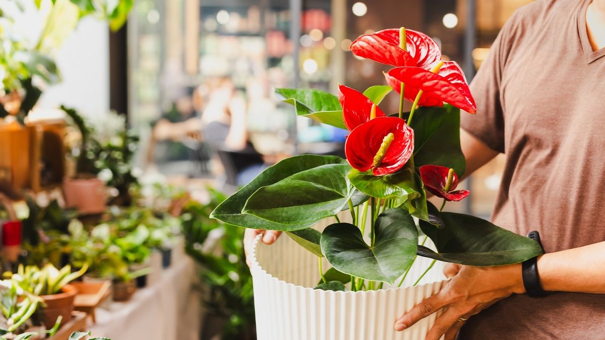 Las plantas ideales para mayo: flores resistentes al frío y muy fáciles de cuidar