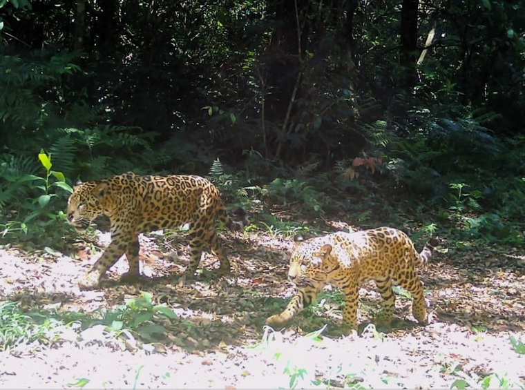 Los científicos vienen monitoreando a los yaguaretés con cámaras trampas desde 2019